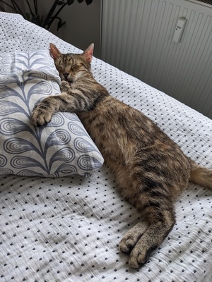 MARTHA - NOTFALL!!! SPENDENAUFRUF!!! freundlich, sanftmütig, verschmust, kuschelt gerne, in neuen Situationen vorsichtig, gutmütig, neugierig und interessiert, Mischling (Video-Link vorhanden) - Wien - Katze