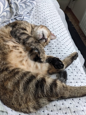 MARTHA - NOTFALL!!! SPENDENAUFRUF!!! freundlich, sanftmütig, verschmust, kuschelt gerne, in neuen Situationen vorsichtig, gutmütig, neugierig und interessiert, Mischling (Video-Link vorhanden) - Wien - Katze