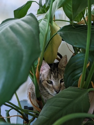 MARTHA - NOTFALL!!! SPENDENAUFRUF!!! freundlich, sanftmütig, verschmust, kuschelt gerne, in neuen Situationen vorsichtig, gutmütig, neugierig und interessiert, Mischling (Video-Link vorhanden) - Wien - Katze