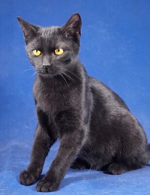 MARTY - R E S E R V I E R T !!!!! sehr lieb und verschmust, lebhaft, verspielt, neugierig, hundeverträglich, Mischling Jungtier - Kater