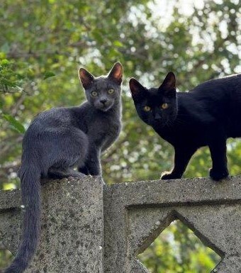 MATY & POSOI, Mischling Jungtier - Kater