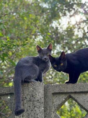 MATY & POSOI, Mischling Jungtier - Kater