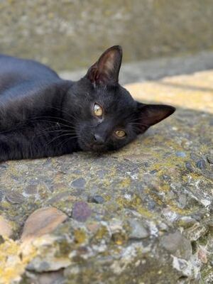 MATY & POSOI, Mischling Jungtier - Kater