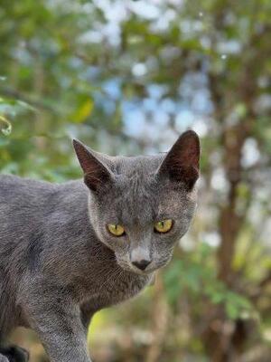 MATY & POSOI, Mischling Jungtier - Kater