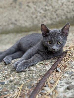 MATY & POSOI, Mischling Jungtier - Kater