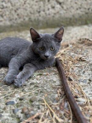 MATY & POSOI, Mischling Jungtier - Kater