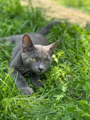 MATY & POSOI, Mischling Jungtier - Kater