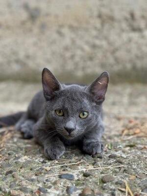 MATY & POSOI, Mischling Jungtier - Kater