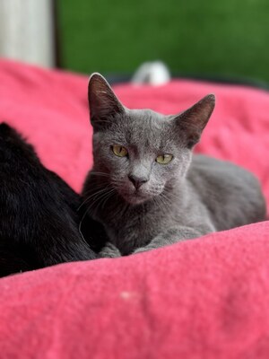 MATY & POSOI, Mischling Jungtier - Kater