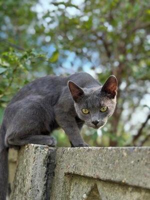 MATY & POSOI, Mischling Jungtier - Kater