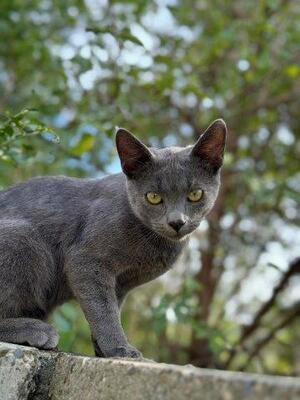 MATY & POSOI, Mischling Jungtier - Kater