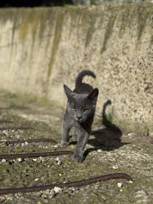 MATY & POSOI, Mischling Jungtier - Kater