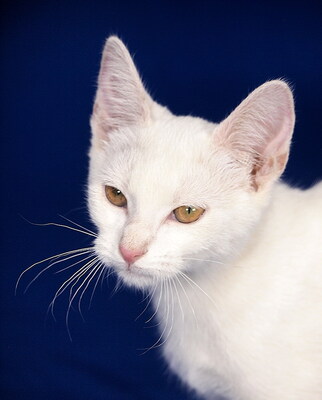 MIA - R E S E R V I E R T !!!!! freundlich und verschmust, fröhlich, neugierig, verspielt, hundeverträglich, Mischling Jungtier - Katze