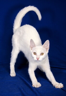 MIA - R E S E R V I E R T !!!!! freundlich und verschmust, fröhlich, neugierig, verspielt, hundeverträglich, Mischling Jungtier - Katze