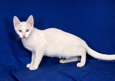 MIA - R E S E R V I E R T !!!!! freundlich und verschmust, fröhlich, neugierig, verspielt, hundeverträglich, Mischling Jungtier - Katze