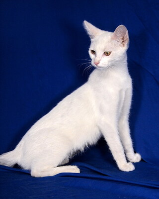 MIA - freundlich und verschmust, fröhlich, neugierig, verspielt, hundeverträglich, Mischling - Katze