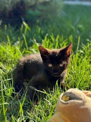 MIKESCH (Kater) & MOHRLE (Katze), Mischling - Katze