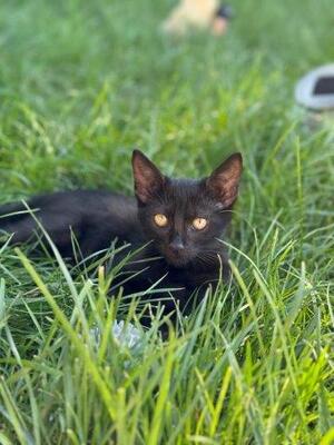 MIKESCH (Kater) & MOHRLE (Katze), Mischling - Katze