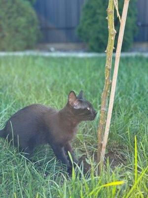 MIKESCH (Kater) & MOHRLE (Katze), Mischling - Katze