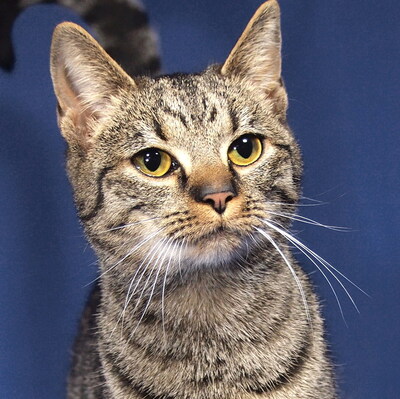 MILENA - R E S E R V I E R T !!!!! besonders freundlich und anschmiegsam, lebhaft, neugierig, anhänglich, hundeverträglich, Mischling - Katze