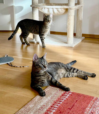 MILENA (blind) & MERLIN - NOTFALL!!! SPENDENAUFRUF!!!!! verschmust, verspielt, menschenbezogen, Mischling (Video-Link vorhanden) - Wien - Katze