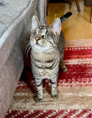 MILENA (blind) & MERLIN - NOTFALL!!! SPENDENAUFRUF!!!!! verschmust, verspielt, menschenbezogen, Mischling (Video-Link vorhanden) - Wien - Katze