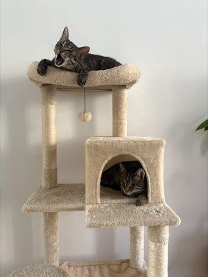 MILENA (blind) & MERLIN - NOTFALL!!! SPENDENAUFRUF!!!!! verschmust, verspielt, menschenbezogen, Mischling (Video-Link vorhanden) - Wien - Katze