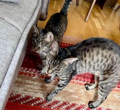 MILENA (blind) & MERLIN - NOTFALL!!! SPENDENAUFRUF!!!!! verschmust, verspielt, menschenbezogen, Mischling (Video-Link vorhanden) - Wien - Katze