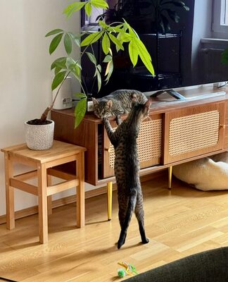 MILENA (blind) & MERLIN - NOTFALL!!! SPENDENAUFRUF!!!!! verschmust, verspielt, menschenbezogen, Mischling (Video-Link vorhanden) - Wien - Katze