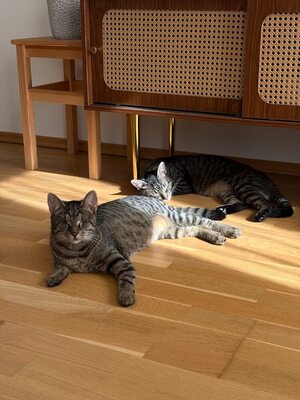 MILENA (blind) & MERLIN - NOTFALL!!! SPENDENAUFRUF!!!!! verschmust, verspielt, menschenbezogen, Mischling (Video-Link vorhanden) - Wien - Katze
