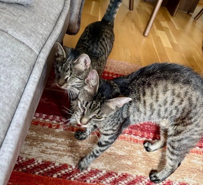 MILENA (blind) & MERLIN - NOTFALL!!! SPENDENAUFRUF!!!!! verschmust, verspielt, menschenbezogen, Mischling - Wien - Katze