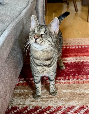 MILENA (blind) & MERLIN - NOTFALL!!! SPENDENAUFRUF!!!!! verschmust, verspielt, menschenbezogen, Mischling - Wien - Katze