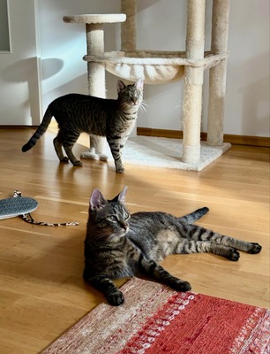 MILENA (blind) & MERLIN - verschmust, verspielt, menschenbezogen