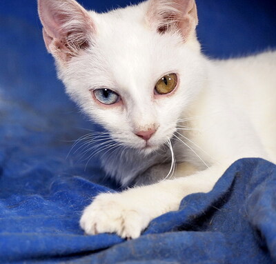 MILEY - sehr lieb und verschmust, verspielt, neugierig, Mischling - Katze