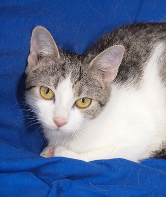 MILLA - R E S E R V I E R T !!!!! freundlich und verschmust, neugierig, fröhlich, verspielt, hundeverträglich, Mischling Jungtier - Katze