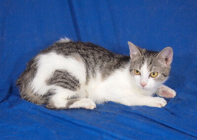 MILLA - R E S E R V I E R T !!!!! freundlich und verschmust, neugierig, fröhlich, verspielt, hundeverträglich, Mischling Jungtier - Katze