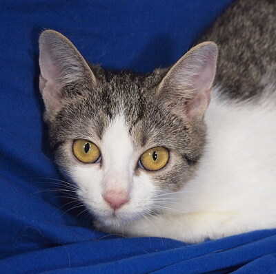 MILLA - freundlich und verschmust, neugierig, fröhlich, verspielt, hundeverträglich, Mischling Jungtier - Katze