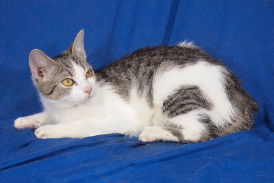 MILLA - freundlich und verschmust, neugierig, fröhlich, verspielt, hundeverträglich, Mischling Jungtier - Katze