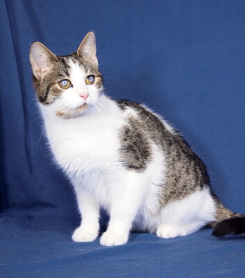 MILO - R E S E R V I E R T !!!!! sehr lieb und zutraulich, verschmust, neugierig, verspielt, hundeverträglich, Mischling - Kater