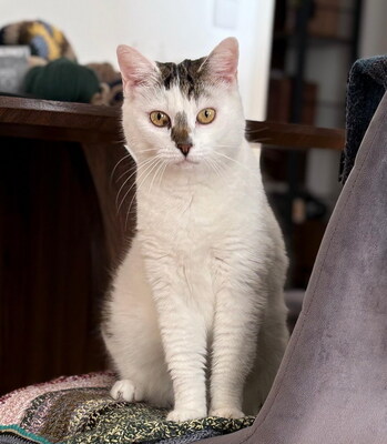 MIMI - ruhig und sanft, verschmust, freundlich, anfangs schreckhaft