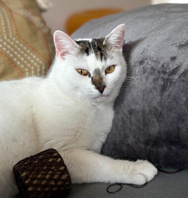 MIMI - ruhig und sanft, verschmust, freundlich, anfangs schreckhaft, Mischling - Betreuungsplatz Wien - Katze