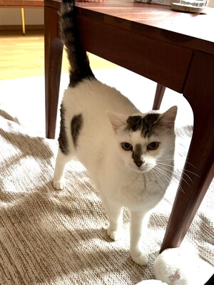 MIMI - ruhig und sanft, verschmust, freundlich, anfangs schreckhaft, Mischling - Betreuungsplatz Wien - Katze