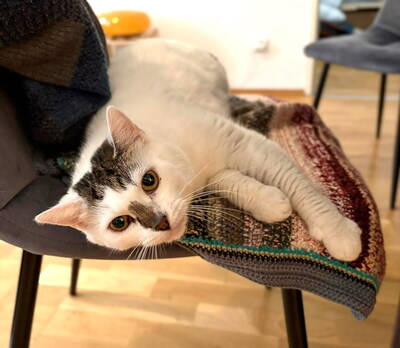 MIMI - ruhig und sanft, verschmust, freundlich, anfangs schreckhaft, Mischling - Betreuungsplatz Wien - Katze