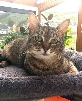 MIMI - sehr lieb und verschmust, verspielt, lebhaft, neugierig, hundeverträglich, anfangs möglicherweise etwas ängstlich, Mischling (Video auf HP) - Betreuungsplatz NÖ - Katze