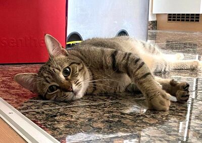 MIMI - sehr lieb und verschmust, verspielt, lebhaft, neugierig, hundeverträglich, anfangs möglicherweise etwas ängstlich, Mischling (Video auf HP) - Betreuungsplatz NÖ - Katze