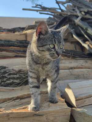 MINI & MEGGI, Gewöhnliche Katze Jungtier - Katze