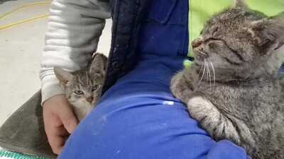 MINI & MEGGI, Gewöhnliche Katze Jungtier - Katze