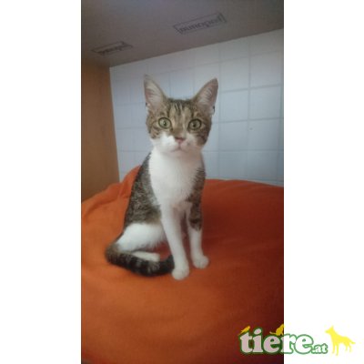 MISSY, Mischlingskatze - Katze