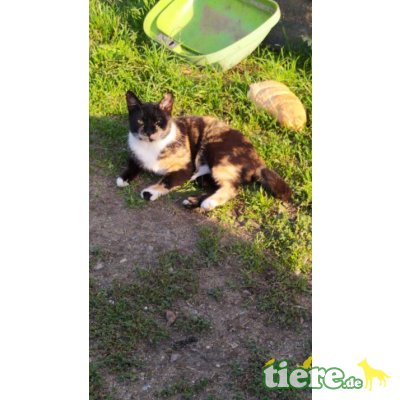 MIna, sucht liebevolles Zuhause - Katze