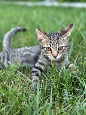 MONTY, Mischling Jungtier - Kater 1